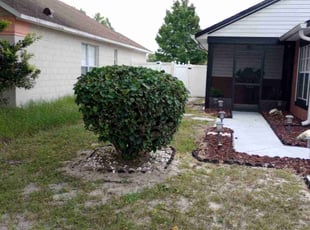 Bush Trimming by Robby Freedman for Antionette L. in Orlando, FL