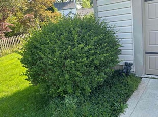 Bush Trimming by Leonardo Feliciano for Cassandra S. in Dublin, OH
