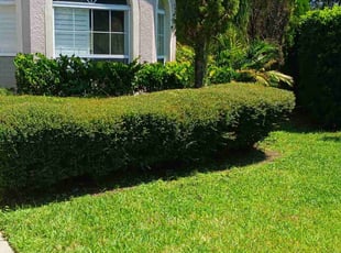 Bush Trimming by Edwin Trujillo for Josie H. in Orlando, FL