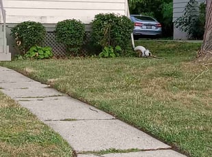 Bush Trimming by Terrance North for Lateefah N. in Cincinnati, OH