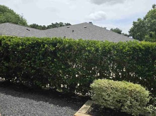 Bush Trimming by Hugo Melgar for Candace T. in Sugar Land, TX