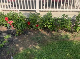 Weeding by Derrick Cole for Nadine S. in Milford Mill, MD