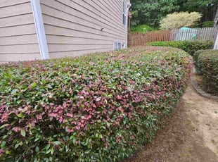 Bush Trimming by John Rack for paula P. in Lawrenceville, GA