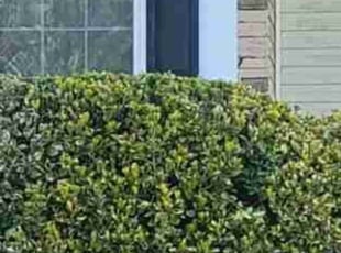 Bush Trimming by Keith Cannady for Samantha T. in Baltimore, MD