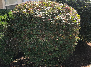 Bush Trimming by Samuel Melvin for Philip S. in Durham, NC