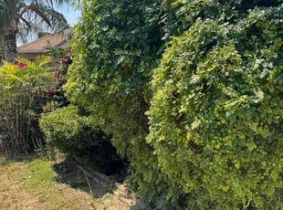 Bush Trimming by Dragy Goodwin for Veron W. in Los Angeles, CA