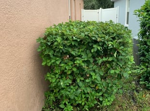 Bush Trimming by Mike Douglas for Adeline I. in Orlando, FL