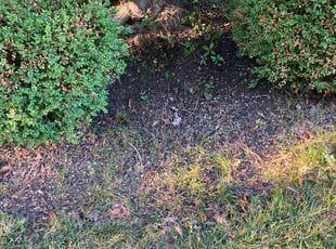 Cleanups by Robert Munsey for Duane T. in Lexington, KY
