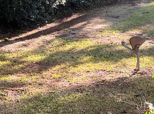 Bush Trimming by Christina Slaughter for Jacob H. in McDonough, GA