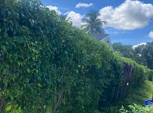 Bush Trimming by Nicodemo Soto for Megan S. in Delray Beach, FL