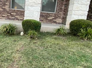 Bush Trimming by Josiah Cantu for Mohamed N. in Round Rock, TX