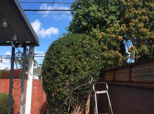 Bush Trimming by Mark Stephens for Joe G. in Torrance, CA