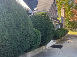 Bush Trimming by Sergio Garibay for Lori M. in Round Lake Beach, IL