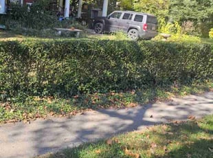 Bush Trimming by Nathaniel Howard for Susie B. in Richmond, VA