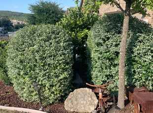 Bush Trimming by Aldo Mancha for Alphonsus P. in Helotes, TX