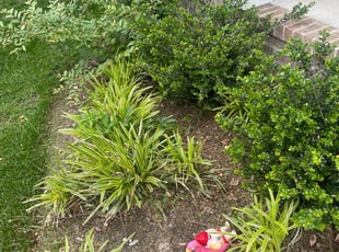 Weeding by Stephanie Capps for Sarah P. in Virginia Beach, VA