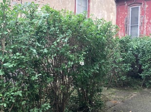 Bush Trimming by Darren Burch for Bill P. in Philadelphia, PA