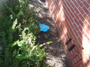 Leaf Removal by Benny Lewis for Donna M. in Jacksonville, FL