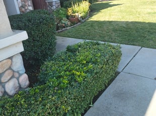 Bush Trimming by Juan Rodriguez for Mindi N. in Sacramento, CA
