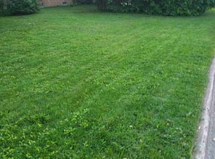 Cleanups by Max Ledesma for David D. in Grand Rapids, MI
