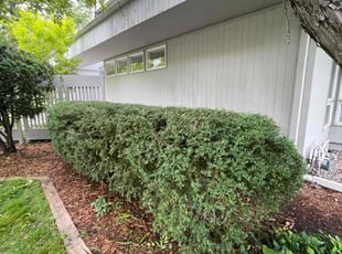 Bush Trimming by Gadiel Sandrez for Melissa F. in Chaska, MN