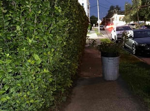 Bush Trimming by Samuel Escorbar for Cynthia S. in Clifton, NJ