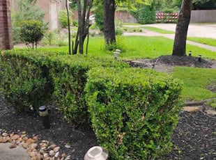 Bush Trimming by Hector Cruz for Latoya J. in Spring, TX