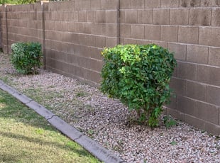 Bush Trimming by MarcusDesert no ok Burrell for Steven M. in Mesa, AZ