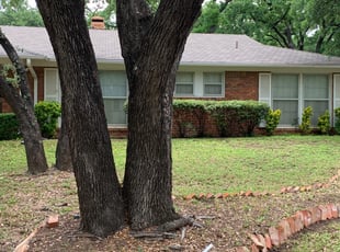 Bush Trimming by Gregorio Montoya for Sylvia W. in Fort Worth, TX