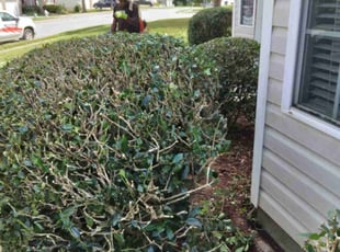 Bush Trimming by Silver Benson for Kyle c. in Buford, GA
