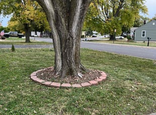 Leaf Removal by Mike Kazlauskas for Travis W. in Crest Hill, IL