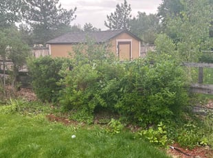 Bush Trimming by Tommy Vera for Allie V. in Parker, CO