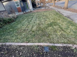 Leaf Removal by Eugenio Pérez for Naveed C. in Denver, CO