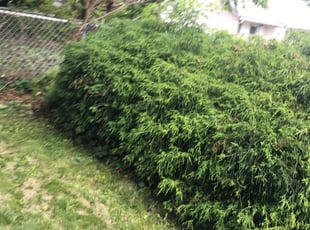 Bush Trimming by Torrion Letcher for Michael Y. in Cleveland, OH