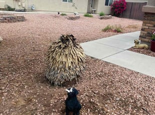 Bush Trimming by Sampson Macias for Patti B. in Avondale, AZ
