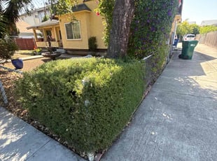Bush Trimming by Maria Almendra for Dwight D. in Hayward, CA
