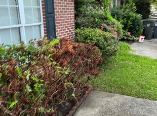 Chloe V.'s Bush Trimming service result