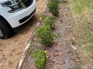 Bush Trimming by Jackie Dixon for Sophia L. in Birmingham, AL