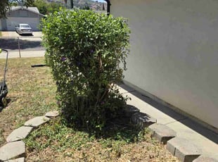 Bush Trimming by Christopher Lim for Javier C. in San Jose, CA