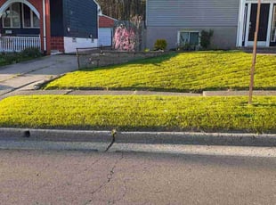 Sheila G.'s Lawn Mowing service result