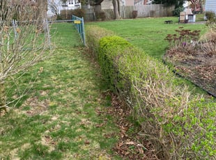 Bush Trimming by Scott Hooper for Geoffrey E. in Enfield, CT