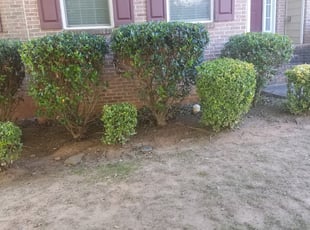 Bush Trimming by Jalontae Peoples for Daniel B. in Fairburn, GA