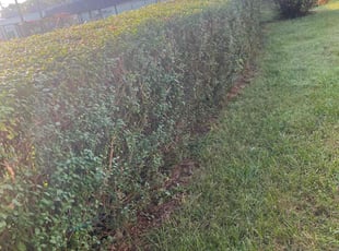 Bush Trimming by Dimas Lopez for Kim P. in Baltimore, MD