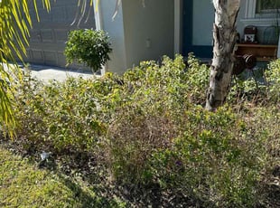 Cleanups by Scott Meyers for Liz L. in Hudson, FL