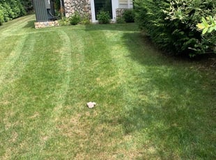 Kaushal T.'s Lawn Care service result