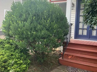 Bush Trimming by Clint Mcshane for Debbie D. in Beaver, PA