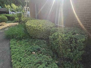 Bush Trimming by Philip Shoop for Douglas M. in York, PA