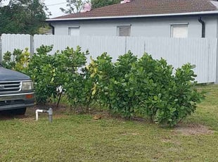 Bush Trimming by Kris Vecchio for Sandra A. in Palm Springs, FL