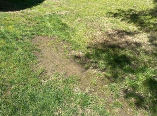 Leaf Removal by Adam Kersey for Cheikh D. in Charlotte, NC