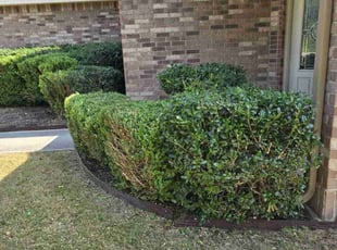 Bush Trimming by Toni Singsonexay for Cheryl G. in San Antonio, TX